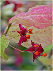 Trzmielina wielkoskrzydła Euonymus macropterus